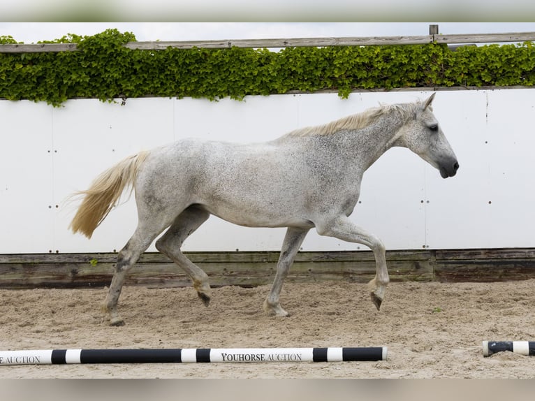 Holsteiner Merrie 14 Jaar 167 cm Schimmel in Waddinxveen