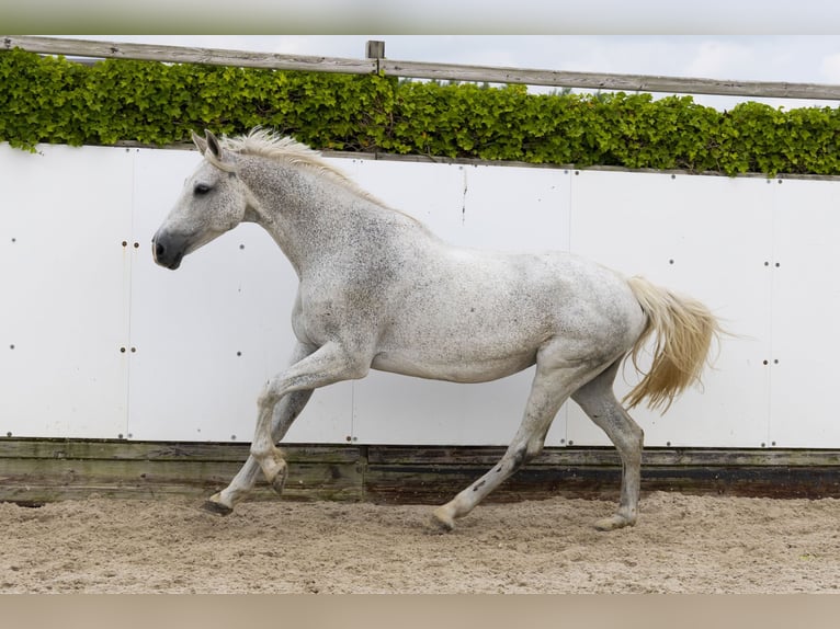 Holsteiner Merrie 14 Jaar 167 cm Schimmel in Waddinxveen