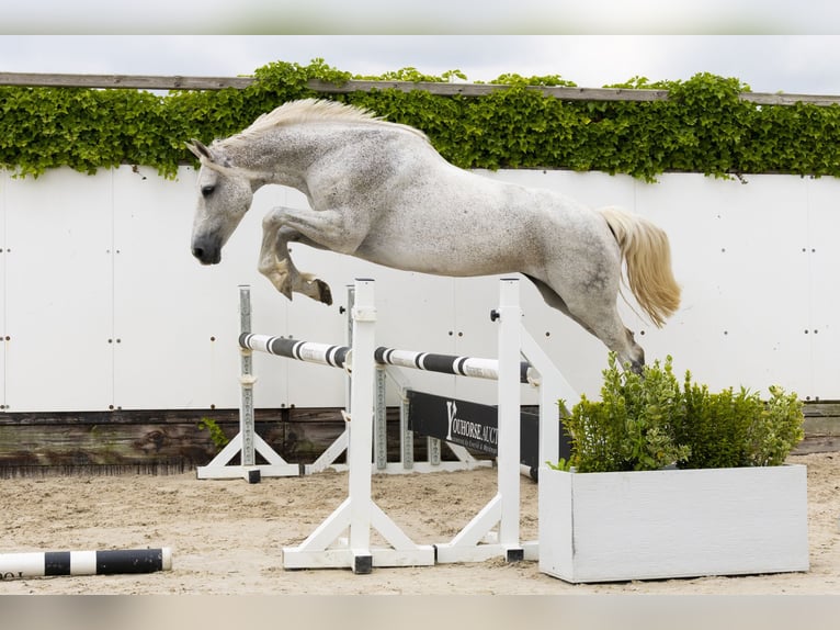 Holsteiner Merrie 14 Jaar 167 cm Schimmel in Waddinxveen