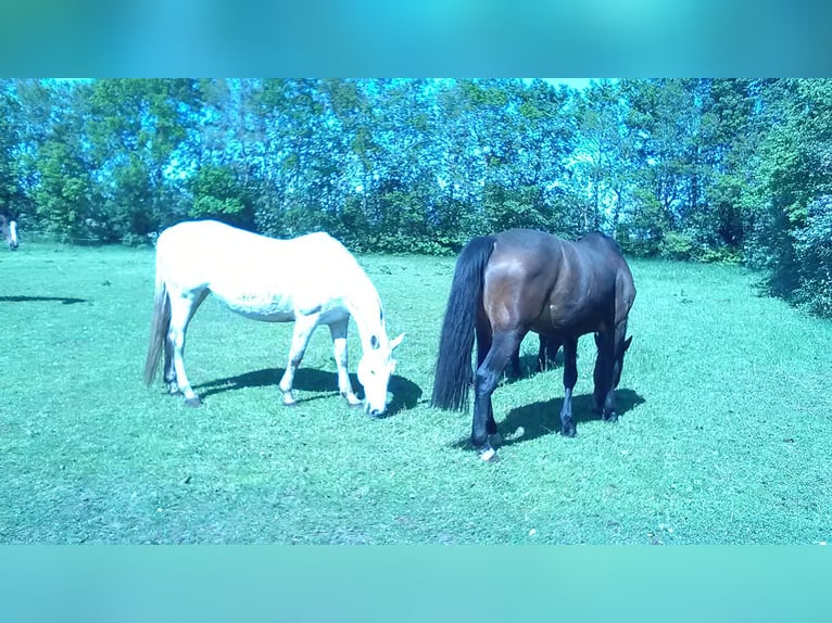 Holsteiner Merrie 14 Jaar 168 cm Bruin in tingev