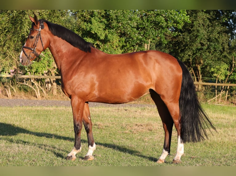 Holsteiner Merrie 14 Jaar 168 cm Bruin in Rickling