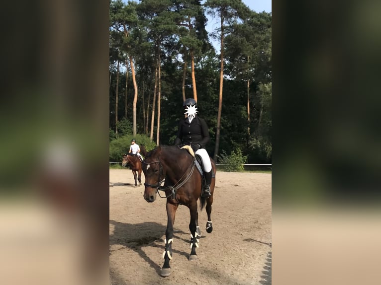 Holsteiner Merrie 14 Jaar 168 cm Donkerbruin in Blizanów