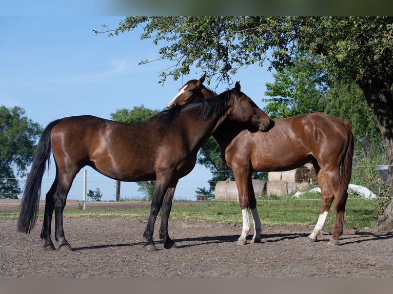 Holsteiner Merrie 14 Jaar 169 cm Bruin in Szewno