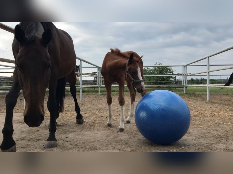 Holsteiner Merrie 14 Jaar 169 cm Bruin in Szewno