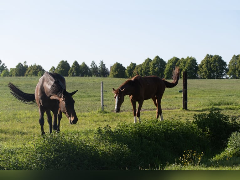 Holsteiner Merrie 14 Jaar 169 cm Bruin in Szewno