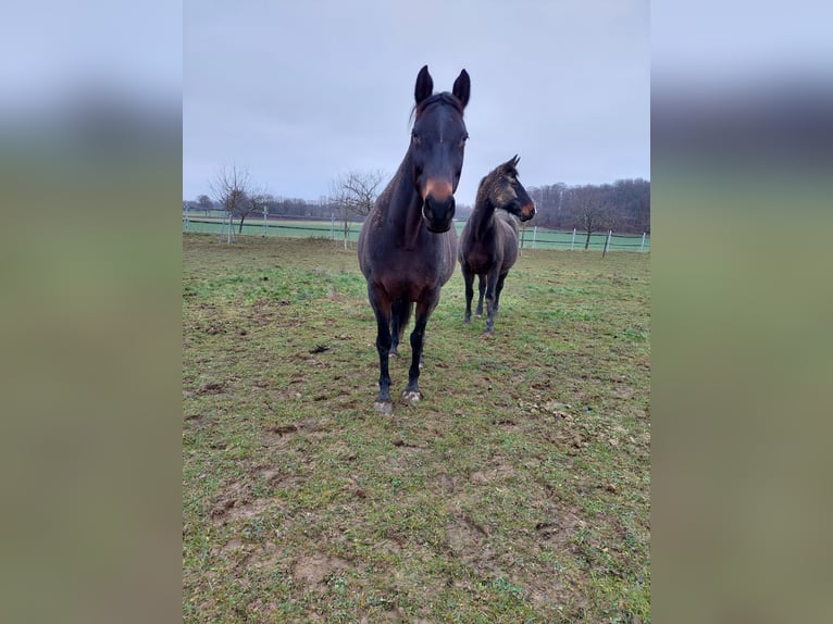 Holsteiner Merrie 14 Jaar 170 cm Donkerbruin in HolzheimEppenrod