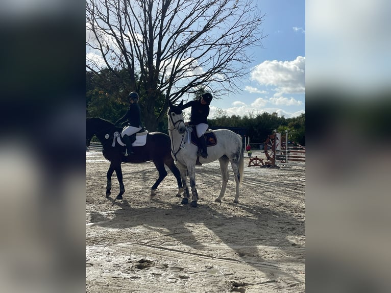 Holsteiner Merrie 14 Jaar 170 cm Schimmel in Schenefeld