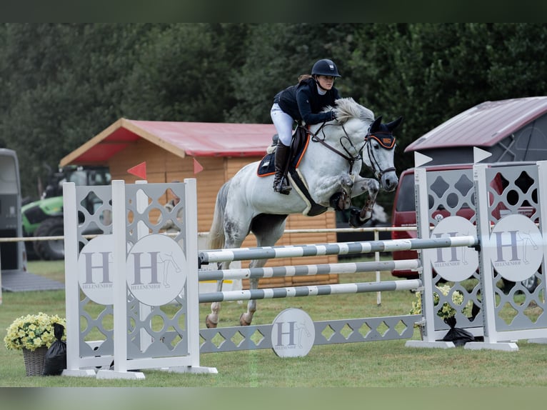 Holsteiner Merrie 14 Jaar 170 cm Schimmel in Schenefeld