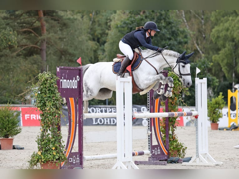 Holsteiner Merrie 14 Jaar 170 cm Schimmel in Schenefeld