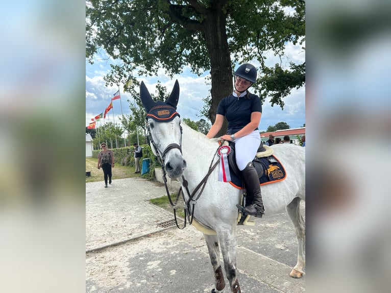 Holsteiner Merrie 14 Jaar 170 cm Schimmel in Schenefeld