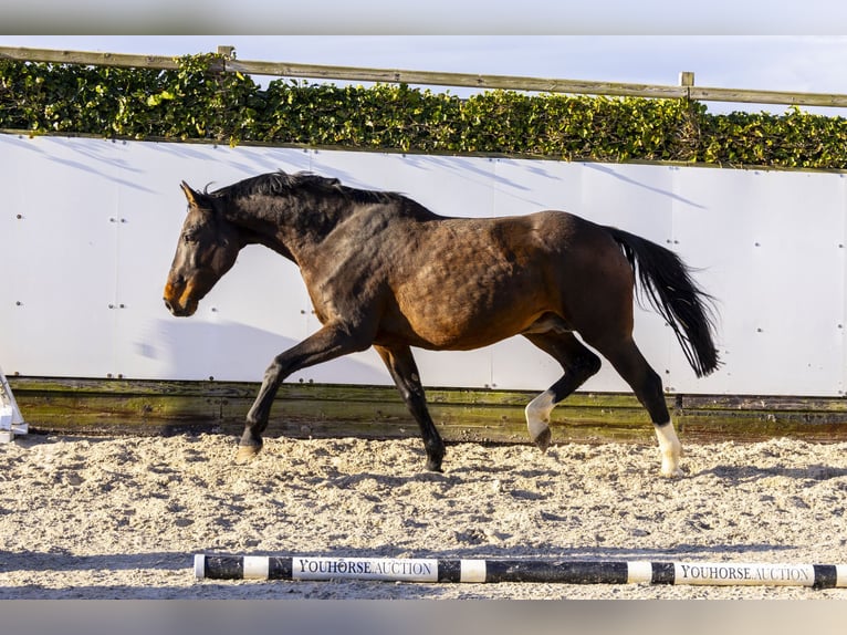 Holsteiner Merrie 14 Jaar 171 cm Donkerbruin in Waddinxveen