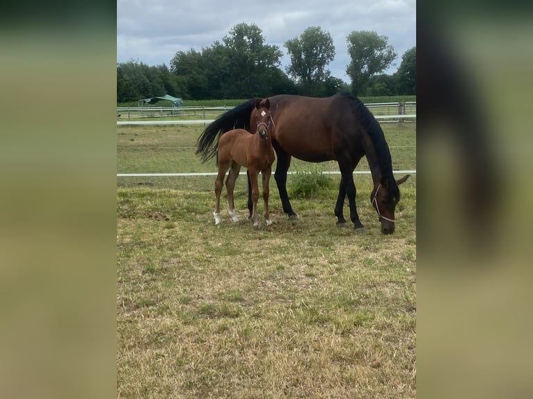 Holsteiner Merrie 14 Jaar 173 cm Bruin in Bocholt