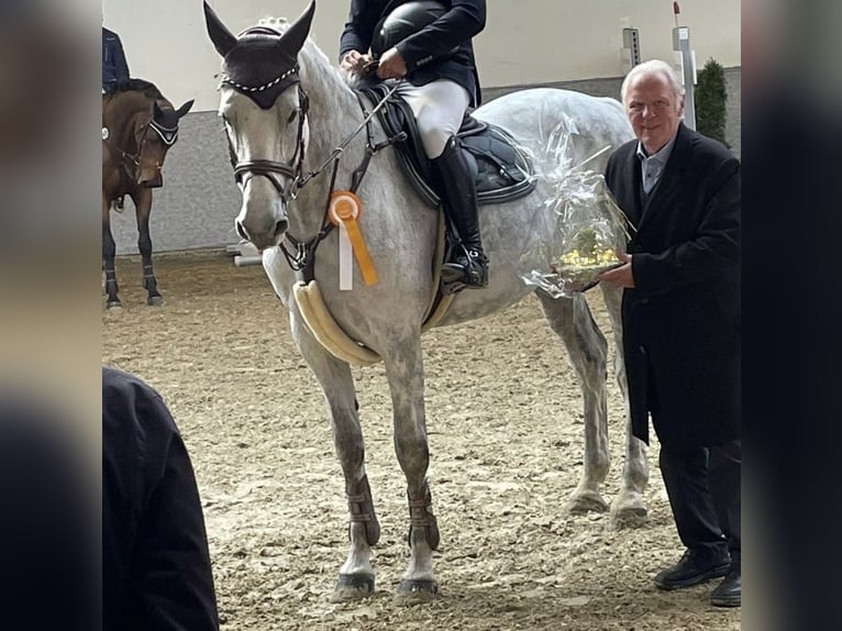 Holsteiner Merrie 14 Jaar 174 cm Schimmel in Ahaus