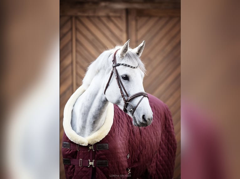 Holsteiner Merrie 14 Jaar 174 cm Schimmel in Ahaus