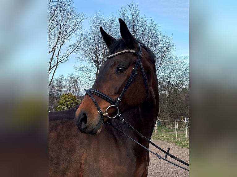 Holsteiner Merrie 14 Jaar 175 cm Bruin in Leck