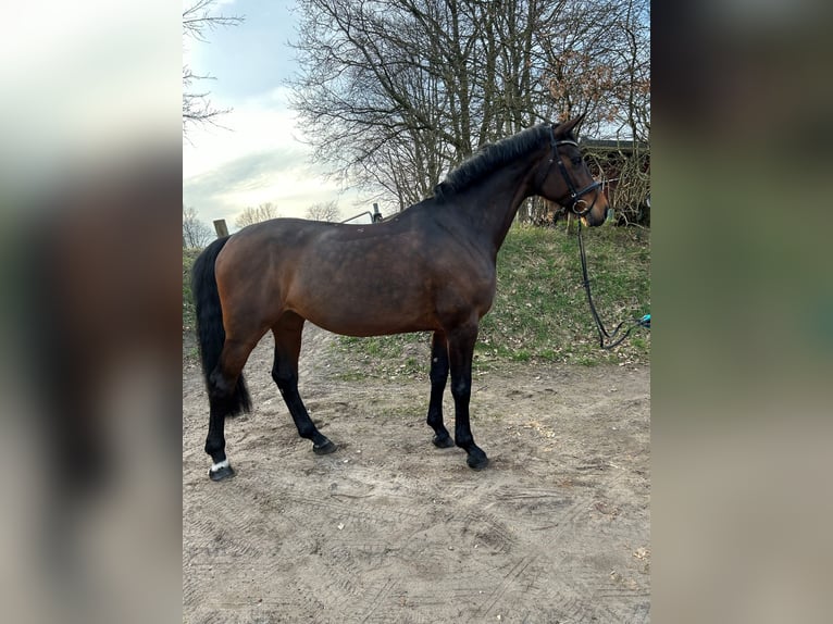 Holsteiner Merrie 14 Jaar 175 cm Bruin in Leck