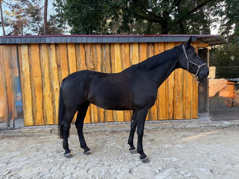 Holsteiner Merrie 14 Jaar 175 cm Zwart in Burg