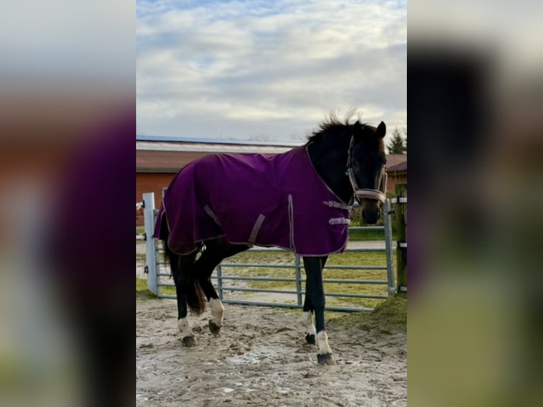 Holsteiner Merrie 14 Jaar 179 cm Bruin in Rastede