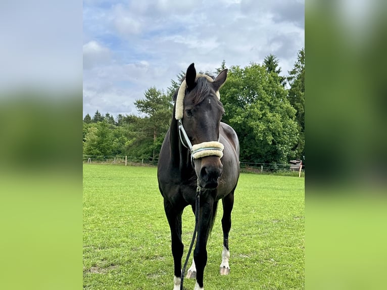 Holsteiner Merrie 14 Jaar 179 cm Bruin in Rastede