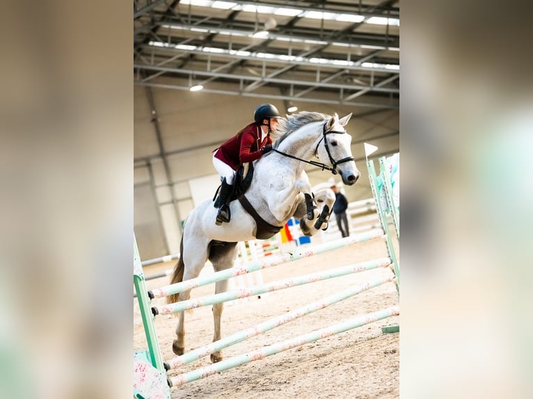 Holsteiner Merrie 14 Jaar 180 cm Vliegenschimmel in Dawidy