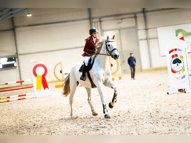 Holsteiner Merrie 14 Jaar 180 cm Vliegenschimmel in Dawidy