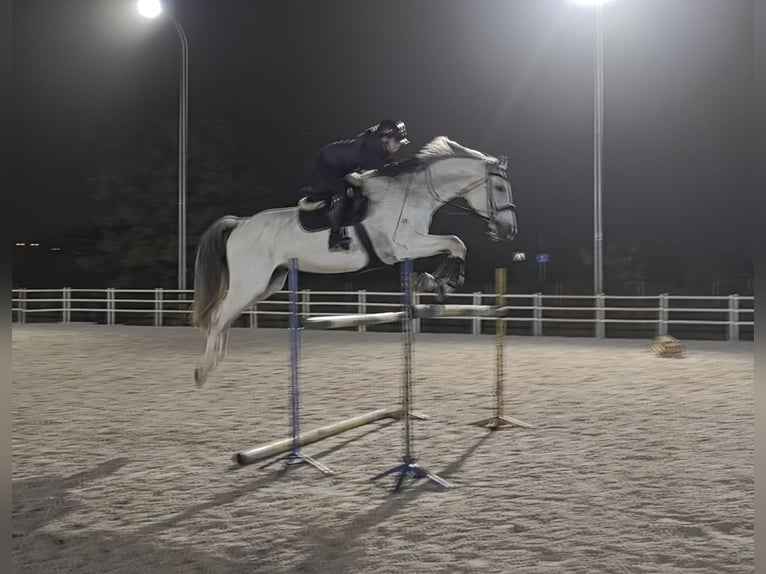 Holsteiner Merrie 14 Jaar 180 cm Vliegenschimmel in Dawidy