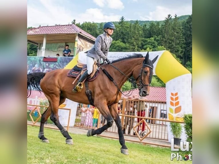 Holsteiner Mix Merrie 14 Jaar 182 cm Roodbruin in Campina Prahova