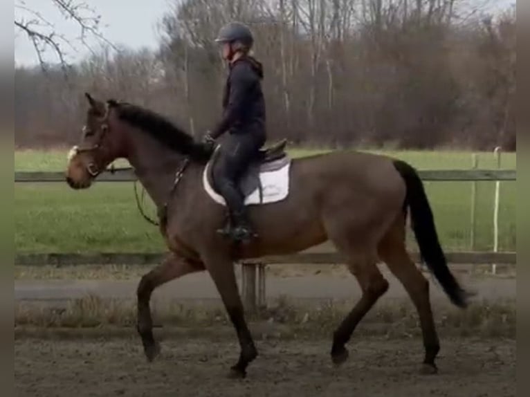 Holsteiner Merrie 14 Jaar Bruin in Isterberg