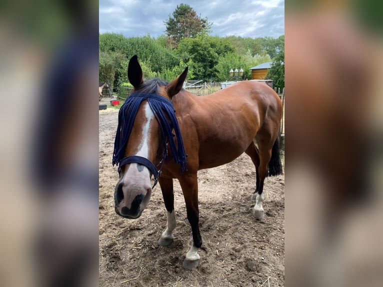 Holsteiner Merrie 15 Jaar 158 cm Bruin in Weeze