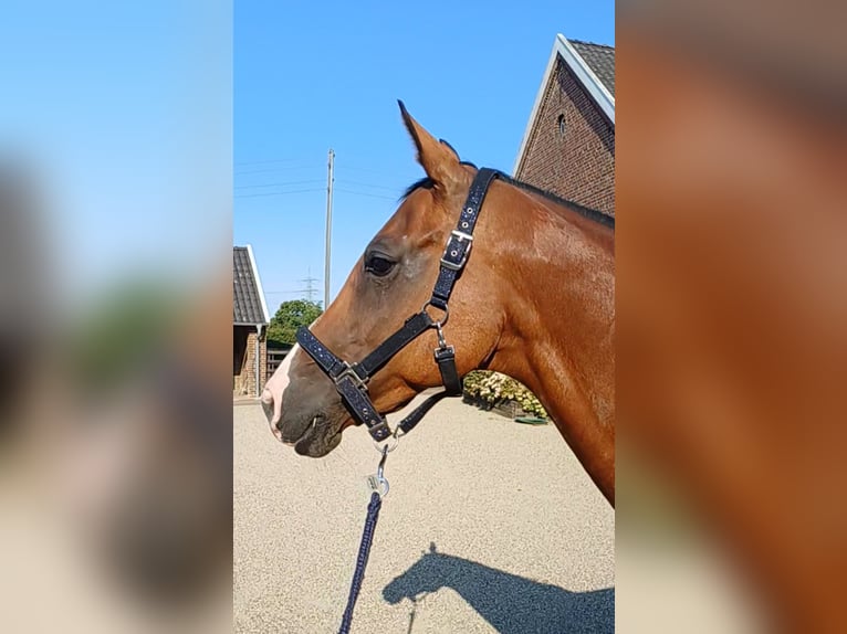 Holsteiner Merrie 15 Jaar 158 cm Bruin in Weeze