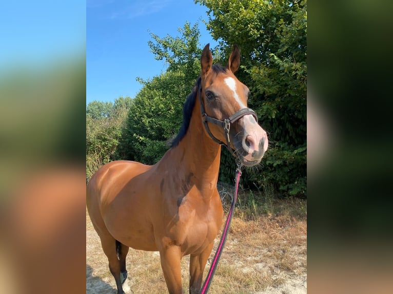 Holsteiner Merrie 15 Jaar 158 cm Bruin in Weeze