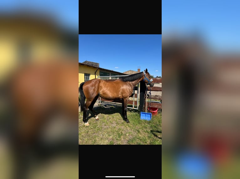 Holsteiner Merrie 15 Jaar 160 cm Bruin in Vietlübbe
