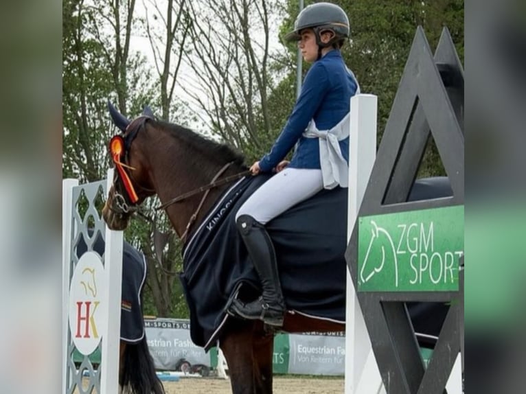 Holsteiner Merrie 15 Jaar 162 cm Bruin in Arnsberg