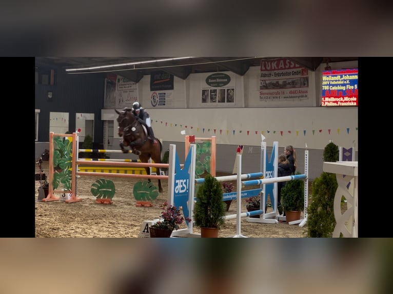 Holsteiner Merrie 15 Jaar 162 cm Bruin in Arnsberg
