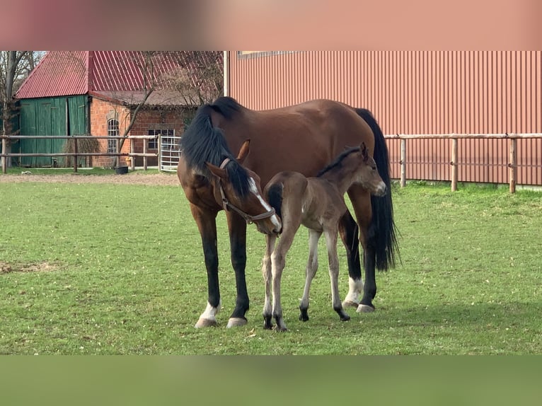 Holsteiner Merrie 15 Jaar 163 cm Bruin in Neuenkirchen