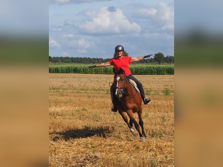 Holsteiner Merrie 15 Jaar 163 cm Bruin in Neuenkirchen
