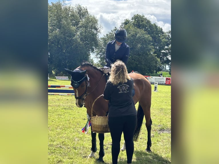 Holsteiner Merrie 15 Jaar 163 cm Bruin in Neuenkirchen