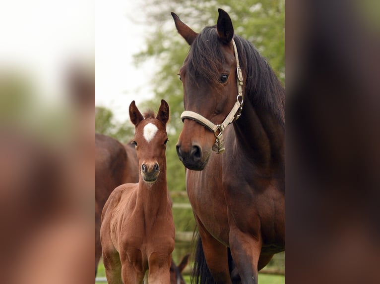 Holsteiner Merrie 15 Jaar 164 cm Bruin in Sievershütten