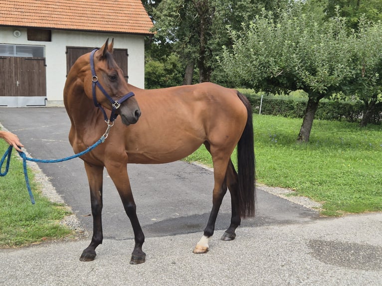 Holsteiner Merrie 15 Jaar 164 cm Bruin in Maribor