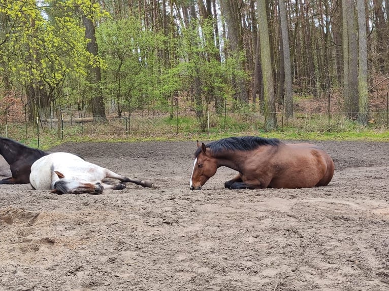 Holsteiner Merrie 15 Jaar 165 cm Bruin in Falkensee