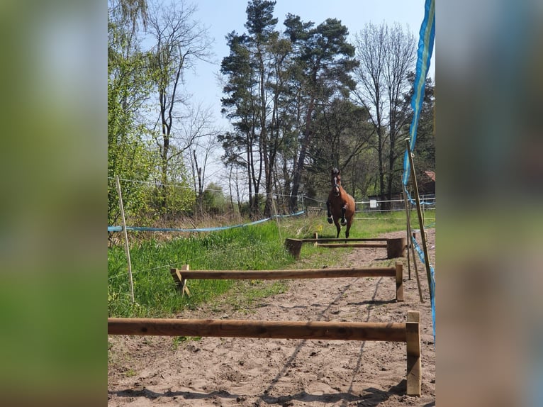 Holsteiner Merrie 15 Jaar 165 cm Bruin in Falkensee