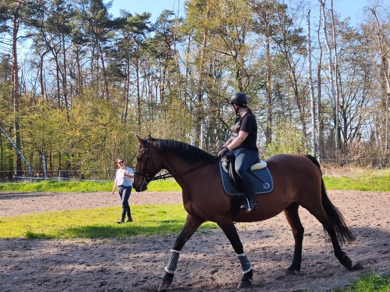 Holsteiner Merrie 15 Jaar 165 cm Bruin in Falkensee