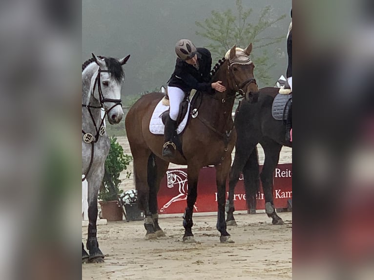 Holsteiner Merrie 15 Jaar 165 cm Bruin in Lippetal