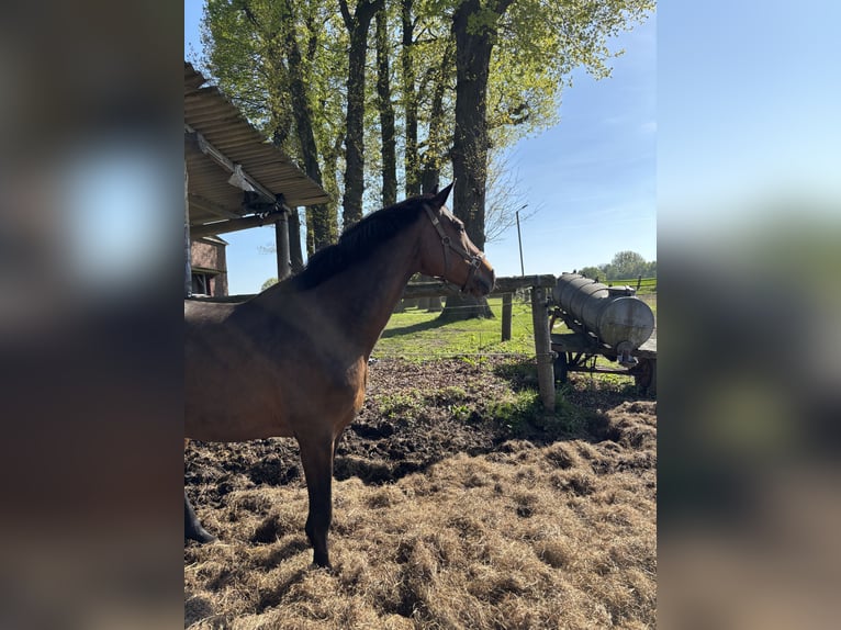 Holsteiner Merrie 15 Jaar 165 cm Bruin in Lippetal