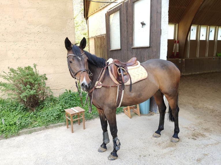 Holsteiner Merrie 15 Jaar 166 cm Bruin in Echzell