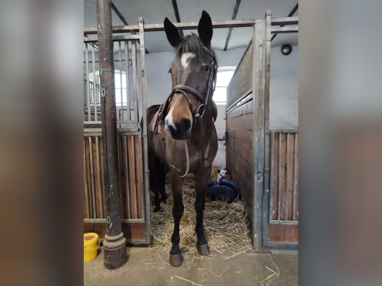 Holsteiner Merrie 15 Jaar 166 cm Bruin in Echzell