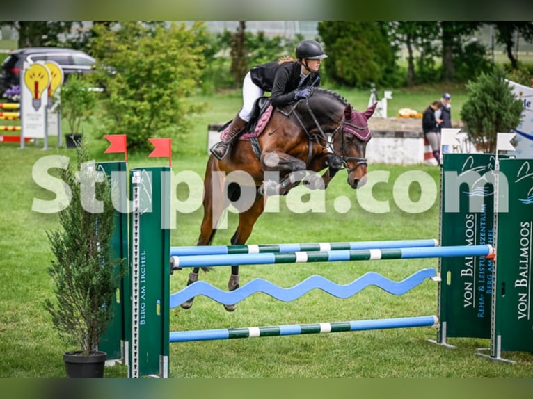 Holsteiner Merrie 15 Jaar 168 cm Bruin in Rickenbach Sulz