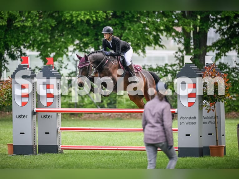 Holsteiner Merrie 15 Jaar 168 cm Bruin in Rickenbach Sulz
