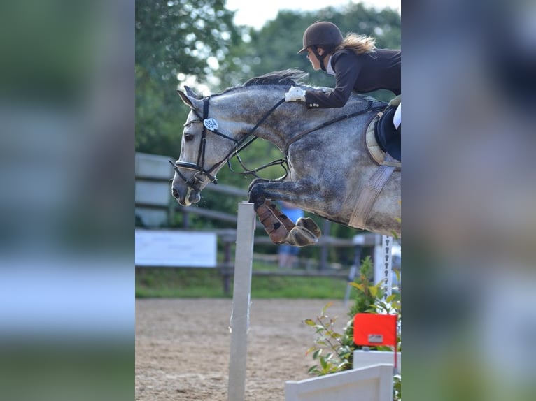 Holsteiner Merrie 15 Jaar 168 cm Schimmel in Steinenbronn