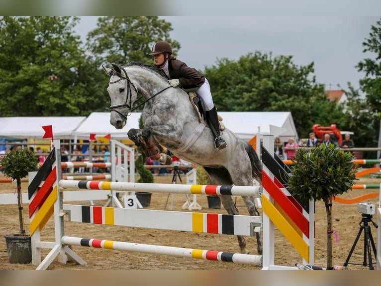 Holsteiner Merrie 15 Jaar 168 cm Schimmel in Steinenbronn